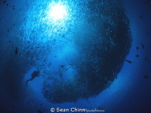 Jackfish swarm diver by Sean Chinn 
